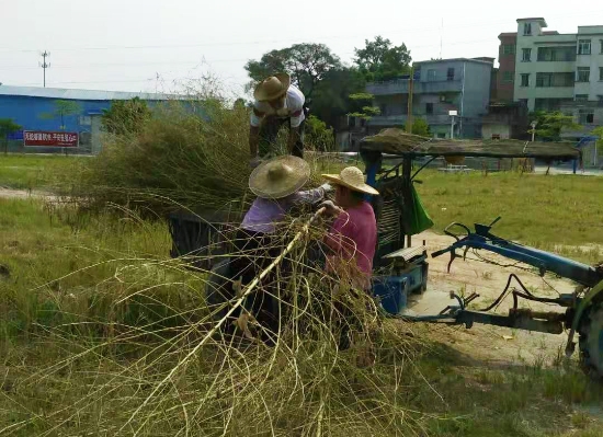 已处理1566817127828桥氹村委会对江肇公路桥氹村委会辖区公路两旁的杂草、杂树及垃圾进行清理。.jpg