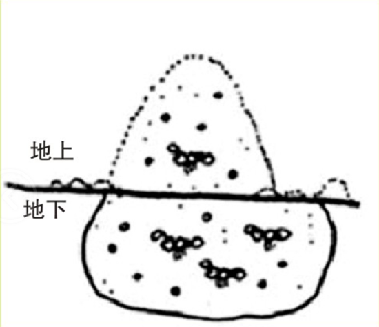 红火蚁巢.png