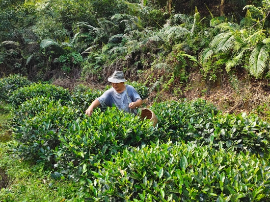 已处理1656056146625云东村因地制宜，种植了80多亩“高山种”云乡茶叶。.jpg