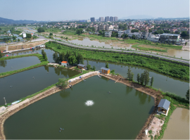 古劳镇新星村、大埠村等鱼塘清淤2.png
