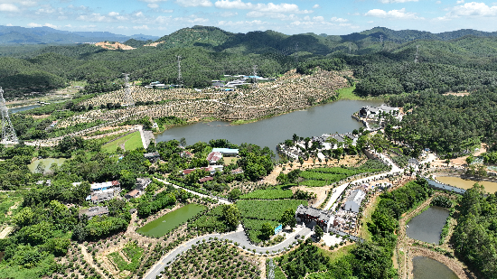 来苏茶场.jpg