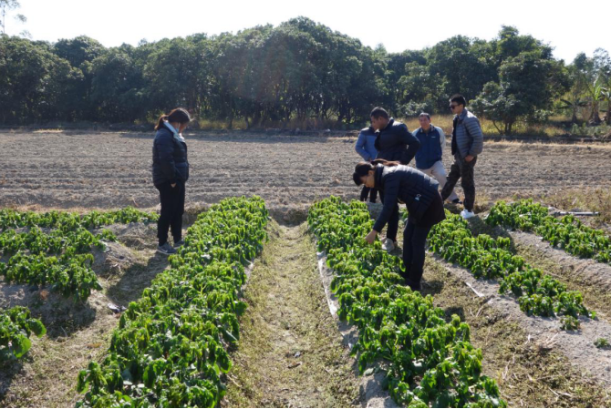 市农业农村局工作组到霜冻灾害发生现场了解情况，指导农户做好补救措施