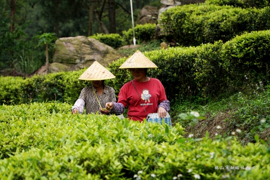 已处理168143539190803.jpg