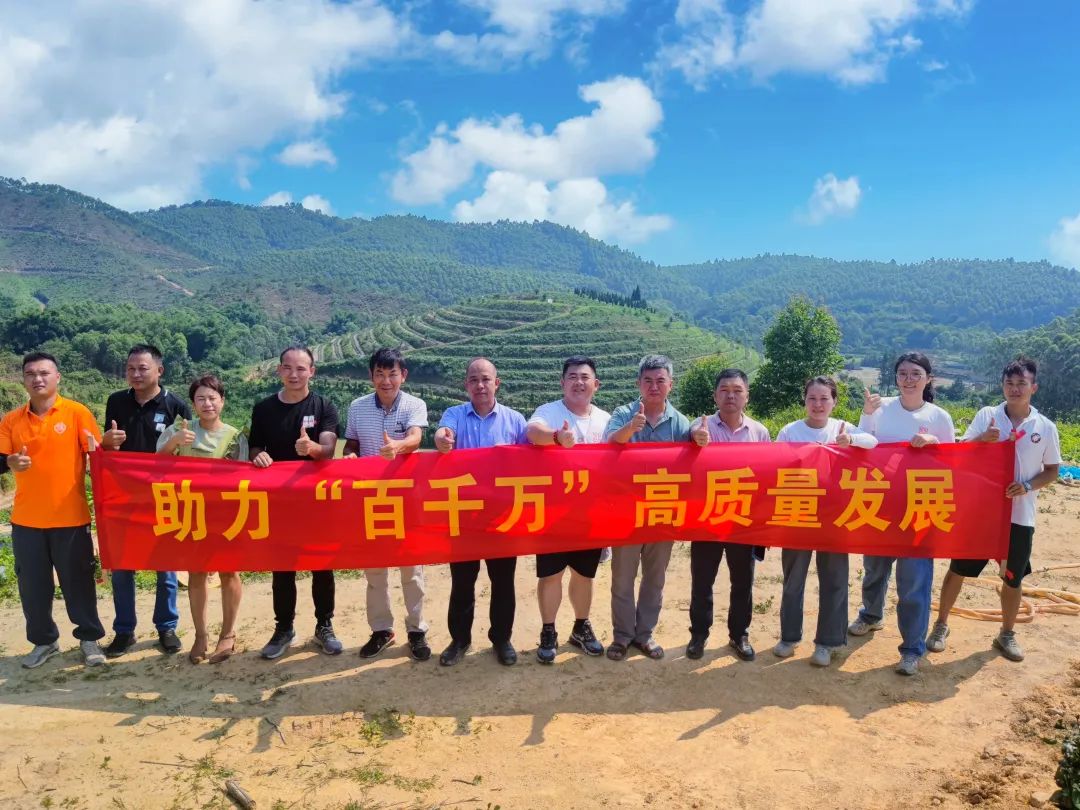 【百千万工程】积极推动“退桉还茶”项目,助力“百千万工程”高质量发展_鹤山市人民政府门户网
