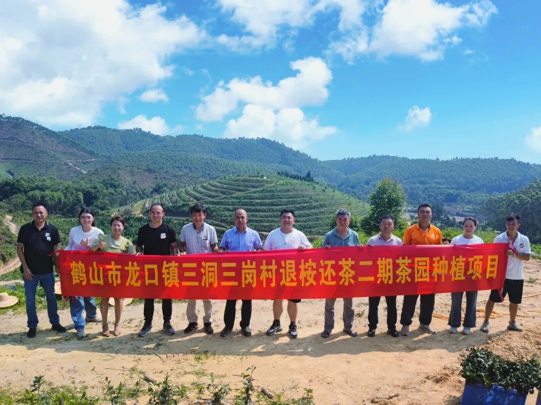 【百千万工程】积极推动“退桉还茶”项目,助力“百千万工程”高质量发展_鹤山市人民政府门户网