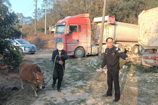 七头黄牛的归家之旅 (2).jpg